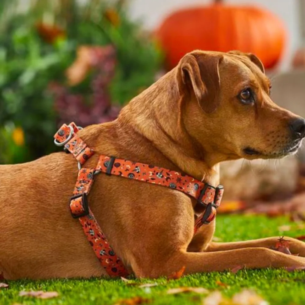 NWT Spooky Minnie Halloween Dog Harness L